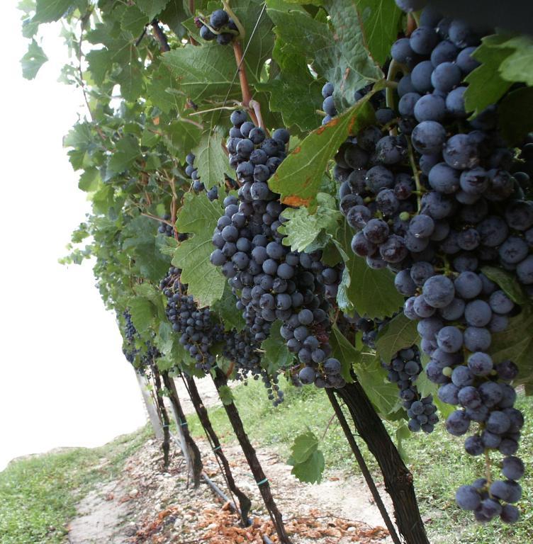 Agriturismo Colombarola Sona Eksteriør billede