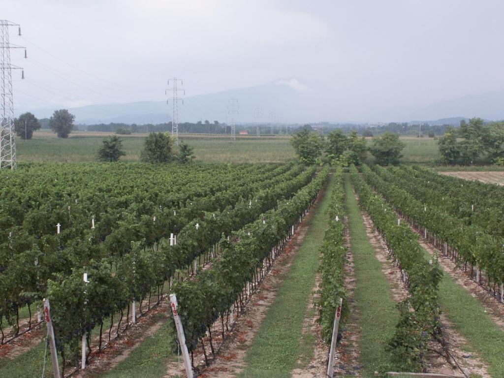 Agriturismo Colombarola Sona Eksteriør billede