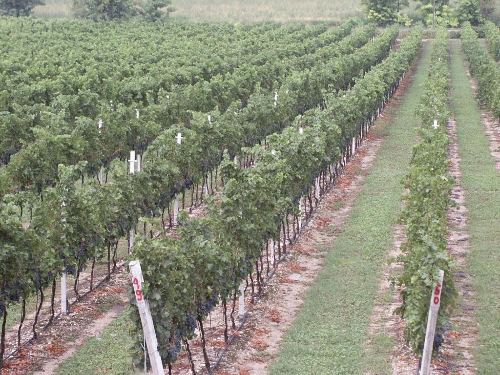 Agriturismo Colombarola Sona Eksteriør billede